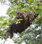 Bal Arıları Oğul Verdi