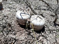 Bingöl'de 5 odalı sığınak ve 60 kiloluk patlayıcı imha edildi