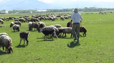 Çobanların Zorlu Ramazan Mesaisi