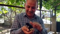 GENETIK - Osmaniye'de Yumurtadan 4 Bacaklı Civciv Çıktı