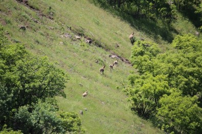 Elazığ'da Dağ Keçileri İzleme Projeyi Sürüyor