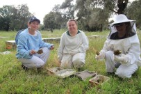 Kadınlar Arıcılığa Merak Sardı, Aydın Ana Arı Üretim Merkezi Oldu