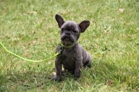 GENETIK - Ölümle Burun Buruna Sevimlilik Mücadelesi