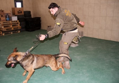 (Özel) İstanbul Havalimanı'nda Apron Güvenliği Özel Köpeklere Emanet