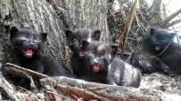 MAHSUR KALDI - Yavru Kediler Söğüt Ağacında Mahsur Kaldı