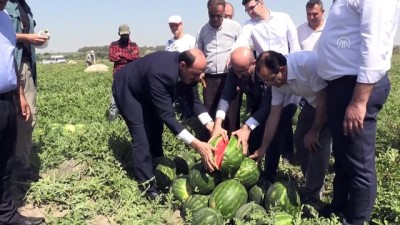 Adana Karpuzunda Hasat Sürüyor