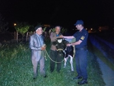 Arkadaşlarıyla Beraber Babasının İneğini Çaldı
