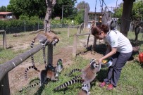 İZMIR DOĞAL YAŞAM PARKı - Bu Mutfaktaki Kazanlar 2 Bin 600 Hayvan İçin Kaynıyor