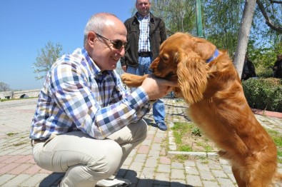 Büyükçekmece'de Kedi Ve Köpeklere Özel Park