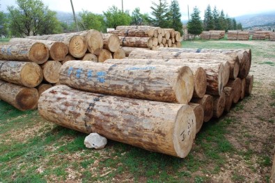 Gölyaka'da Bin 556 Metreküp Orman Emvali Satıldı