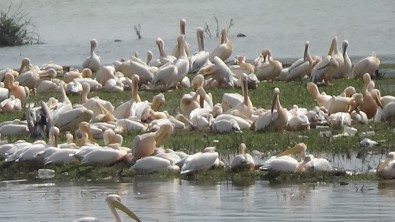 İlk Kez Geldiler...Barajda Muhteşem Görüntü