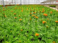 KAR TOPU - Kilis Yemyeşil Olacak