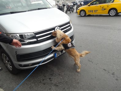 Özel Eğitimli Narkotik Köpeği 'Kuki' Vatandaşların İlgi Odağı Oldu