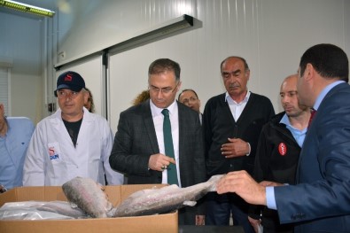 Sinop Valisi Şakalar Su Ürünleri Fabrikalarını Gezdi