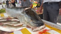 Fırat Nehri'nde Oltaya 83 Kiloluk Dev Turna Balığı Takıldı Haberi