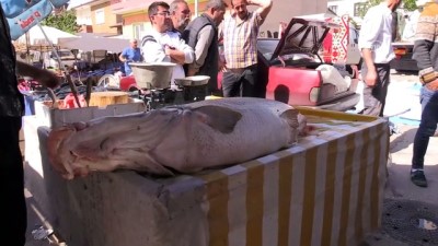 Karasu Nehri'nde 83 Kilogram Ağırlığında Turna Balığı Yakalandı