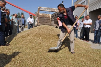 Kızıltepe'de İlk Arpa Hasadı Başladı