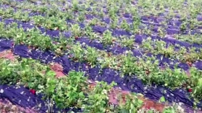 Manisa'daki Dolu Ve Sel Çilek Hasadını Olumsuz Etkiledi