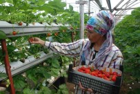 GAZIOSMANPAŞA ÜNIVERSITESI - Üniversiteli Genç Çiftçiligi Tercih Etti