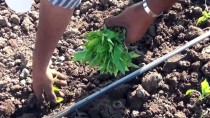 KIRMIZI BİBER - 'İslahiye Biberi'nin Fideleri Toprakla Buluşuyor