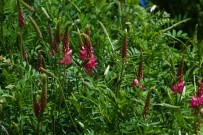 GENETIK - 2'Nci Dünya Savaşının Mağduru Efsane Bitki Anavatanına Geri Dönüyor