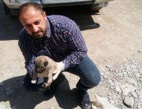 FATİH ÇİFTÇİ - Annesi Ölen Yavru Köpeğe Belediye Çalışanları Sahip Çıktı