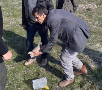Elazığ'da Keklik Markalama Envanteri Çalışması