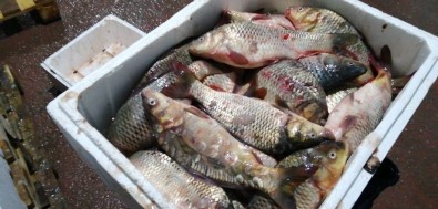 Kayseri'de Kaçak Ve Sağlıksız Depolanan 15 Ton Balık İmha Edildi