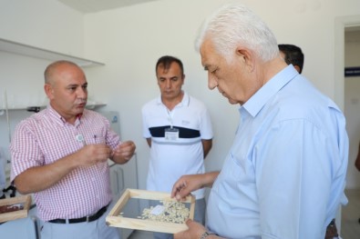 Muğla'da Üretilen Yerel Tohumlar 42 İlde Toprakla Buluştu
