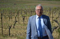 GENETIK - (Özel) Dünya Bağcılığın Hazinesi Tekirdağ'da