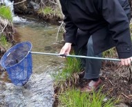 BİYOLOJİK ÇEŞİTLİLİK - Türk Semenderi, İzleme Çalışması Yapıldı
