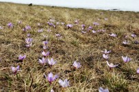 Vargel Çiçekleri Açmaya Başladı
