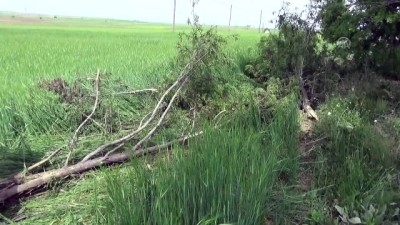 Afyonkarahisar'da Otomobil Tarlaya Devrildi Açıklaması 1 Ölü, 2 Yaralı