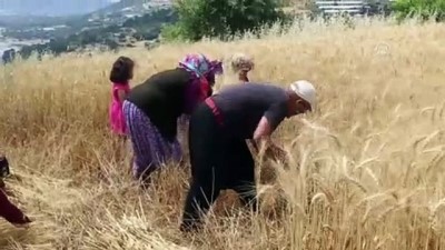 Antalya'da Yılın İlk Buğday Hasadı Başladı