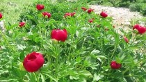 GÜLYAZI - Bu Çiçeği Koparana 60 Bin 163 Lira Ceza