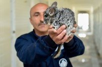 BALCı - Çinçillalar Koruma Altında