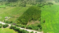 Dolu Ve Sağanak Meyve Bahçelerini Vurdu, Verim Yüzde 90 Oranında Düştü Haberi