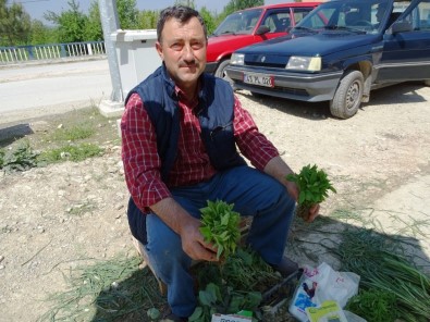 Hisarcık'ta Sebze Fidesi Satışları Arttı