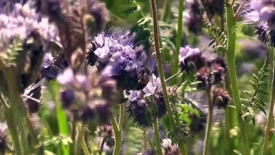 Hobi Olarak Başladığı Arıcılıkta Devlet Desteğiyle 150 Kovana Ulaştı