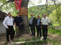 BESTAMI ALKAN - İskilip'te 500 Yıllık Ağaçlar Koruma Altına Alındı