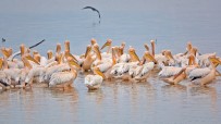 PELIKAN - (Özel) Ak Pelikanların Muhteşem Dansı