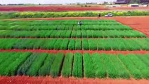 GÜNEYDOĞU ANADOLU PROJESI - Tescilli Yerli Buğday Çeşitleri Verimi Artıracak