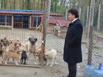Türkeli'deki Hayvan Barınağında İyileştirme Çalışmaları