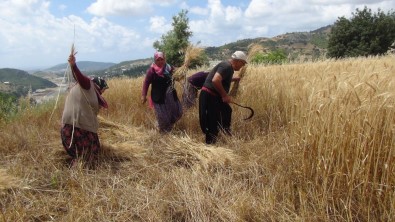Türkiye'nin İlk Buğday Hasadı Antalya'dan