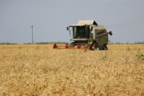 MEHMET AKıN - Adana'da Buğday Hasadı Başladı