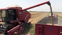 ALI TEKIN - Adana'da Buğday Hasadı Sürüyor