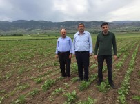 ŞEKER FABRİKASI - Amasya Şeker'den Üreticiye 13,6 Milyon Liralık Avans