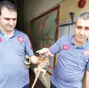 Düzce'de İtfaiye Ekipleri Eşine Az Rastlanır Bir Olayla Karşılaştı