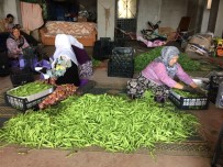 TAZE FASULYE - Fasulye Üreticisi Fiyatlardan Memnun