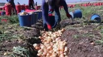 İBRAHİM BİLGEN - HUZUR VE BEREKET AYI RAMAZAN - Soğan İşçilerinin Ramazanda Zorlu Mesaisi